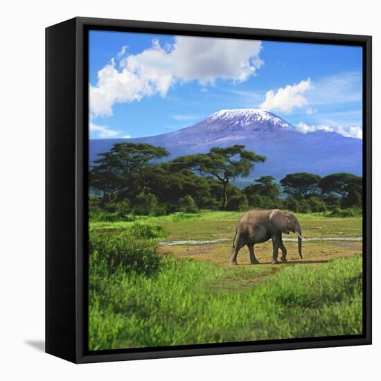 A Lone African Elephant (Loxodonta Africana) by Mt. Kilimanjaro, Amboseli Nat'l Park, Kenya-Miva Stock-Framed Premier Image Canvas