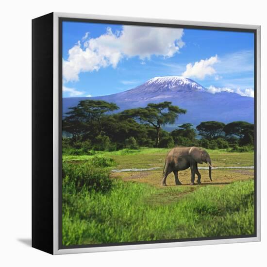 A Lone African Elephant (Loxodonta Africana) by Mt. Kilimanjaro, Amboseli Nat'l Park, Kenya-Miva Stock-Framed Premier Image Canvas