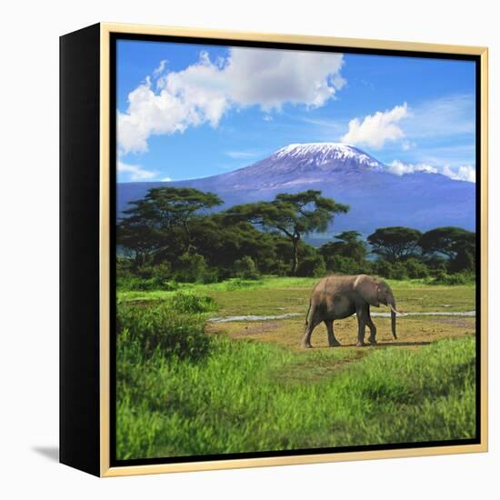 A Lone African Elephant (Loxodonta Africana) by Mt. Kilimanjaro, Amboseli Nat'l Park, Kenya-Miva Stock-Framed Premier Image Canvas