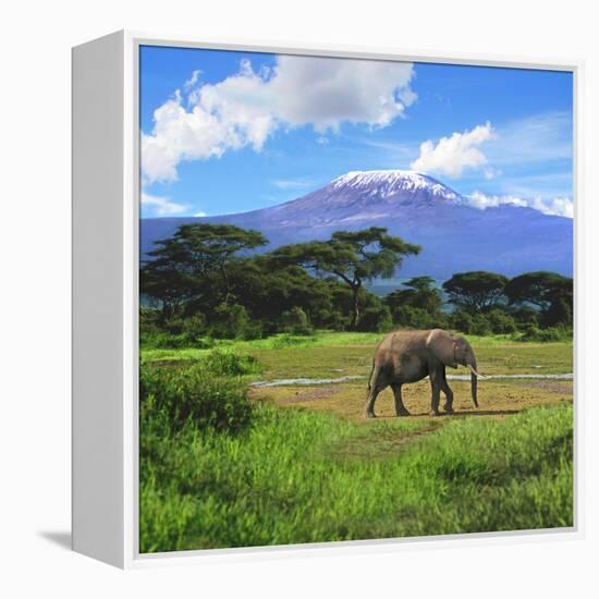 A Lone African Elephant (Loxodonta Africana) by Mt. Kilimanjaro, Amboseli Nat'l Park, Kenya-Miva Stock-Framed Premier Image Canvas