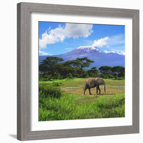 A Lone African Elephant (Loxodonta Africana) by Mt. Kilimanjaro, Amboseli Nat'l Park, Kenya-Miva Stock-Framed Photographic Print