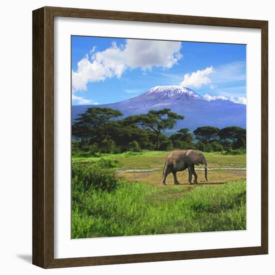 A Lone African Elephant (Loxodonta Africana) by Mt. Kilimanjaro, Amboseli Nat'l Park, Kenya-Miva Stock-Framed Photographic Print