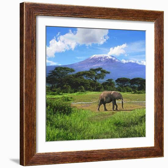 A Lone African Elephant (Loxodonta Africana) by Mt. Kilimanjaro, Amboseli Nat'l Park, Kenya-Miva Stock-Framed Photographic Print