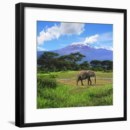 A Lone African Elephant (Loxodonta Africana) by Mt. Kilimanjaro, Amboseli Nat'l Park, Kenya-Miva Stock-Framed Photographic Print