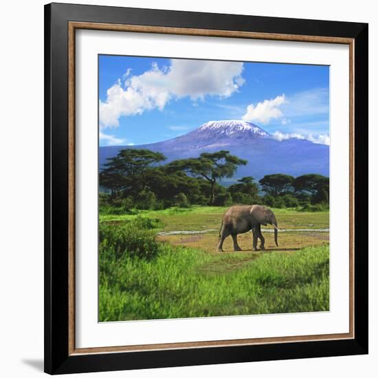 A Lone African Elephant (Loxodonta Africana) by Mt. Kilimanjaro, Amboseli Nat'l Park, Kenya-Miva Stock-Framed Photographic Print