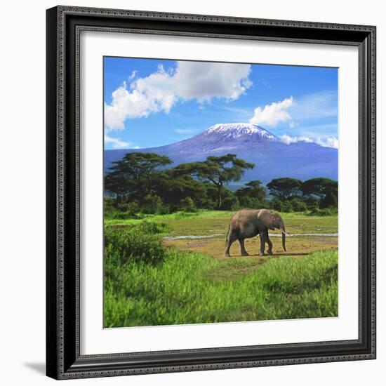 A Lone African Elephant (Loxodonta Africana) by Mt. Kilimanjaro, Amboseli Nat'l Park, Kenya-Miva Stock-Framed Photographic Print