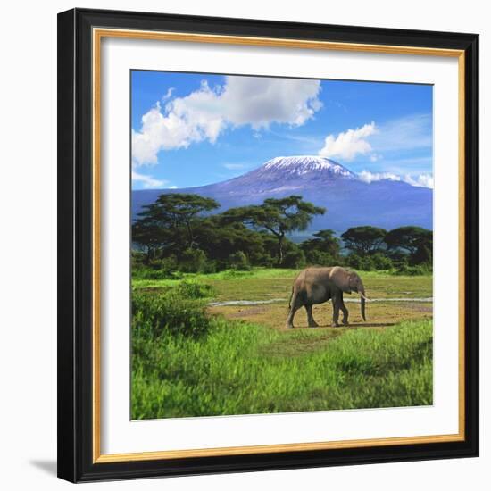 A Lone African Elephant (Loxodonta Africana) by Mt. Kilimanjaro, Amboseli Nat'l Park, Kenya-Miva Stock-Framed Photographic Print