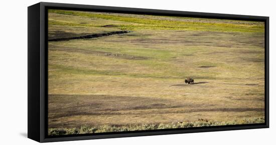 A Lone Bison Crosses A Field In The Lamar Valley, Yellowstone National Park-Bryan Jolley-Framed Stretched Canvas