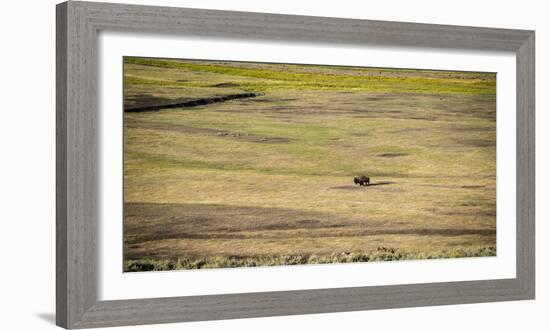 A Lone Bison Crosses A Field In The Lamar Valley, Yellowstone National Park-Bryan Jolley-Framed Photographic Print