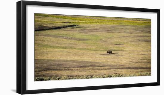 A Lone Bison Crosses A Field In The Lamar Valley, Yellowstone National Park-Bryan Jolley-Framed Photographic Print