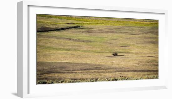 A Lone Bison Crosses A Field In The Lamar Valley, Yellowstone National Park-Bryan Jolley-Framed Photographic Print