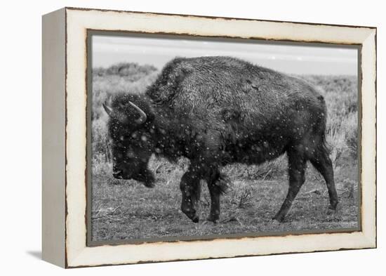 A Lone Bison Plods Through a Sudden Snowstorm in Grand Teton National Park, Wyoming-Jason J. Hatfield-Framed Premier Image Canvas