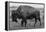 A Lone Bison Plods Through a Sudden Snowstorm in Grand Teton National Park, Wyoming-Jason J. Hatfield-Framed Premier Image Canvas