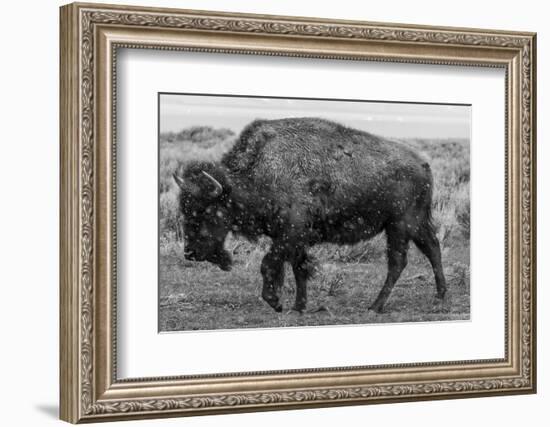 A Lone Bison Plods Through a Sudden Snowstorm in Grand Teton National Park, Wyoming-Jason J. Hatfield-Framed Photographic Print