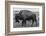 A Lone Bison Plods Through a Sudden Snowstorm in Grand Teton National Park, Wyoming-Jason J. Hatfield-Framed Photographic Print