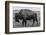 A Lone Bison Plods Through a Sudden Snowstorm in Grand Teton National Park, Wyoming-Jason J. Hatfield-Framed Photographic Print