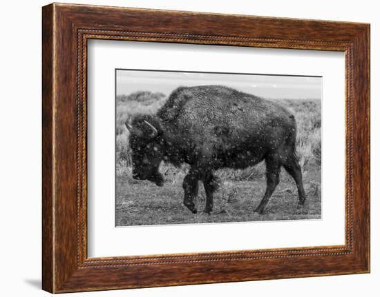 A Lone Bison Plods Through a Sudden Snowstorm in Grand Teton National Park, Wyoming-Jason J. Hatfield-Framed Photographic Print