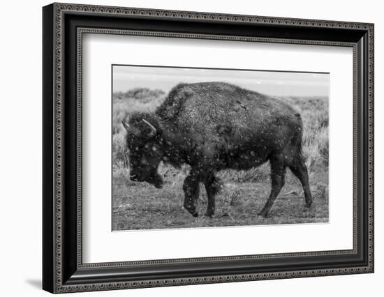 A Lone Bison Plods Through a Sudden Snowstorm in Grand Teton National Park, Wyoming-Jason J. Hatfield-Framed Photographic Print