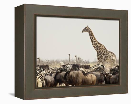 A Lone Giraffe Stands Tall at a Waterhole, Etosha National Park, Namibia, Africa-Wendy Kaveney-Framed Premier Image Canvas