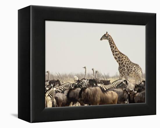 A Lone Giraffe Stands Tall at a Waterhole, Etosha National Park, Namibia, Africa-Wendy Kaveney-Framed Premier Image Canvas