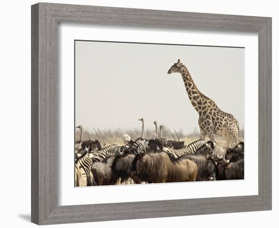 A Lone Giraffe Stands Tall at a Waterhole, Etosha National Park, Namibia, Africa-Wendy Kaveney-Framed Photographic Print