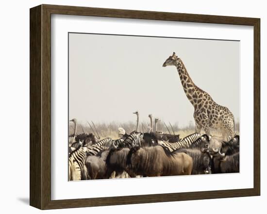 A Lone Giraffe Stands Tall at a Waterhole, Etosha National Park, Namibia, Africa-Wendy Kaveney-Framed Photographic Print