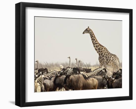 A Lone Giraffe Stands Tall at a Waterhole, Etosha National Park, Namibia, Africa-Wendy Kaveney-Framed Photographic Print