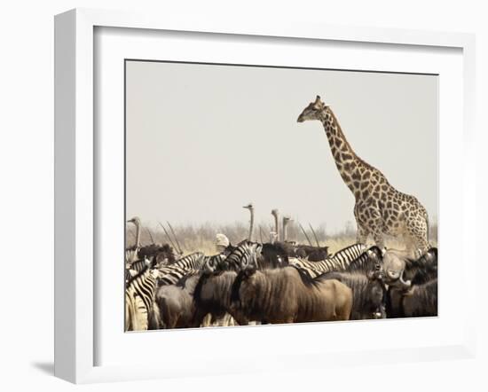 A Lone Giraffe Stands Tall at a Waterhole, Etosha National Park, Namibia, Africa-Wendy Kaveney-Framed Photographic Print