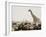 A Lone Giraffe Stands Tall at a Waterhole, Etosha National Park, Namibia, Africa-Wendy Kaveney-Framed Photographic Print