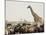 A Lone Giraffe Stands Tall at a Waterhole, Etosha National Park, Namibia, Africa-Wendy Kaveney-Mounted Photographic Print
