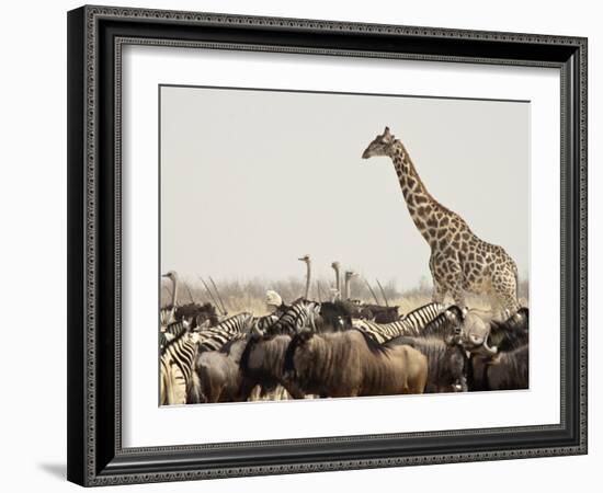 A Lone Giraffe Stands Tall at a Waterhole, Etosha National Park, Namibia, Africa-Wendy Kaveney-Framed Photographic Print