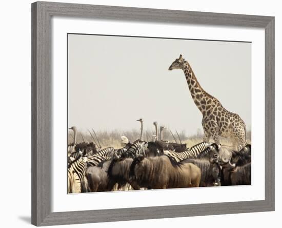 A Lone Giraffe Stands Tall at a Waterhole, Etosha National Park, Namibia, Africa-Wendy Kaveney-Framed Photographic Print