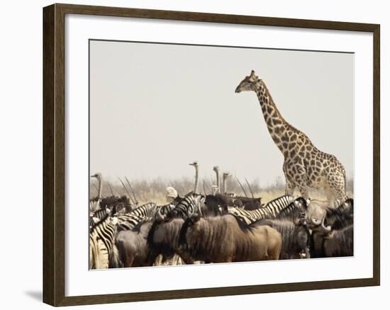 A Lone Giraffe Stands Tall at a Waterhole, Etosha National Park, Namibia, Africa-Wendy Kaveney-Framed Photographic Print