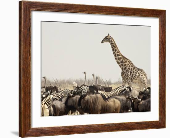 A Lone Giraffe Stands Tall at a Waterhole, Etosha National Park, Namibia, Africa-Wendy Kaveney-Framed Photographic Print