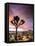 A Lone Joshua Tree Stands Tall In The Desert-Daniel Kuras-Framed Premier Image Canvas