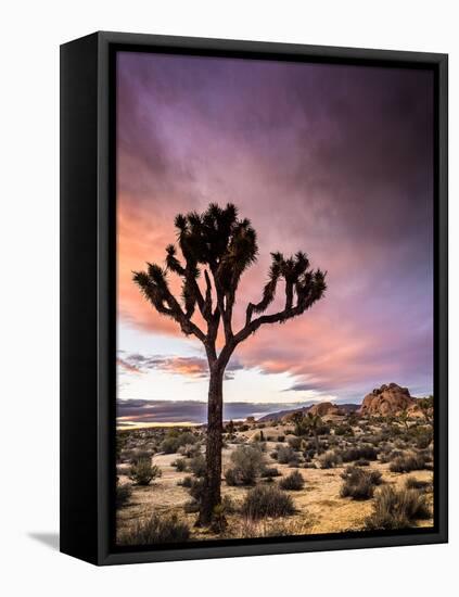 A Lone Joshua Tree Stands Tall In The Desert-Daniel Kuras-Framed Premier Image Canvas