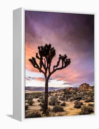 A Lone Joshua Tree Stands Tall In The Desert-Daniel Kuras-Framed Premier Image Canvas