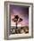 A Lone Joshua Tree Stands Tall In The Desert-Daniel Kuras-Framed Photographic Print