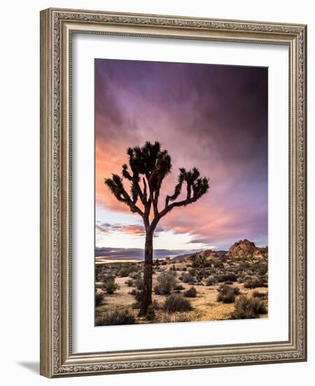 A Lone Joshua Tree Stands Tall In The Desert-Daniel Kuras-Framed Photographic Print