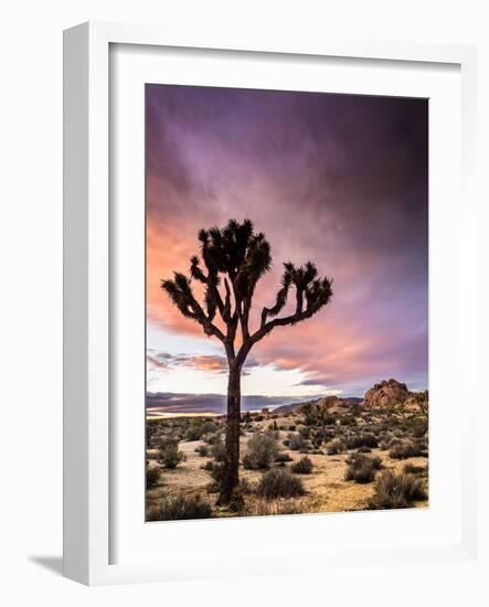 A Lone Joshua Tree Stands Tall In The Desert-Daniel Kuras-Framed Photographic Print