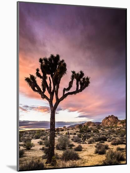 A Lone Joshua Tree Stands Tall In The Desert-Daniel Kuras-Mounted Photographic Print
