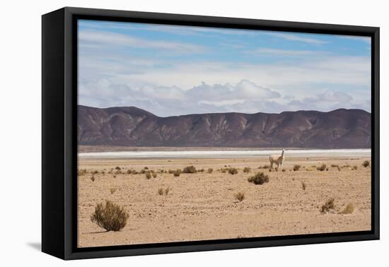 A Lone Llama Stands in a Desert Near the Salar De Uyuni-Alex Saberi-Framed Premier Image Canvas