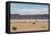 A Lone Llama Stands in a Desert Near the Salar De Uyuni-Alex Saberi-Framed Premier Image Canvas