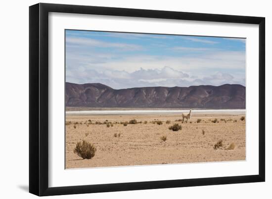 A Lone Llama Stands in a Desert Near the Salar De Uyuni-Alex Saberi-Framed Photographic Print