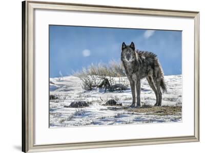 A Lone Member of the Phantom Springs Wolf Pack Stands in Grand Teton ...