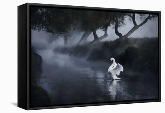 A Lone Mute Swan Stretches its Wings in Richmond Park-Alex Saberi-Framed Premier Image Canvas