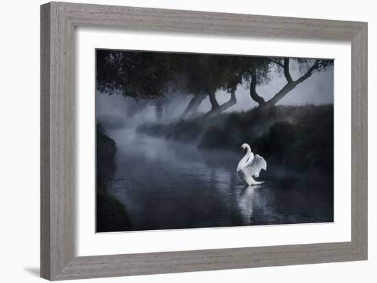 A Lone Mute Swan Stretches its Wings in Richmond Park-Alex Saberi-Framed Photographic Print