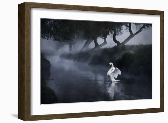 A Lone Mute Swan Stretches its Wings in Richmond Park-Alex Saberi-Framed Photographic Print