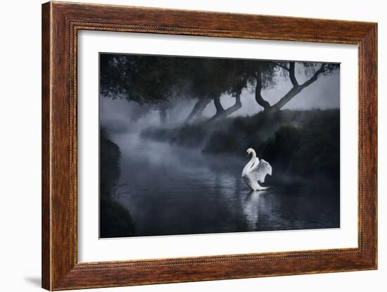 A Lone Mute Swan Stretches its Wings in Richmond Park-Alex Saberi-Framed Photographic Print