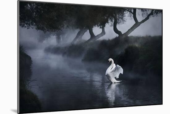 A Lone Mute Swan Stretches its Wings in Richmond Park-Alex Saberi-Mounted Photographic Print